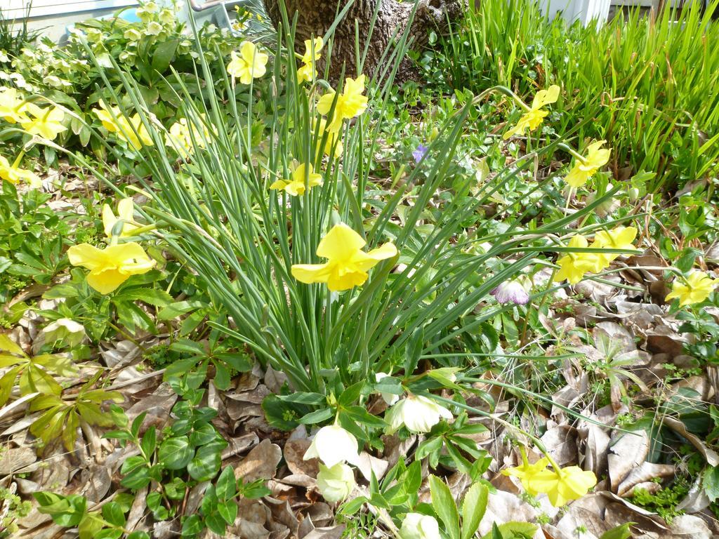 Pension Flora Tateyama  Extérieur photo